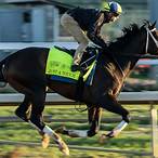best trifecta bet kentucky derby